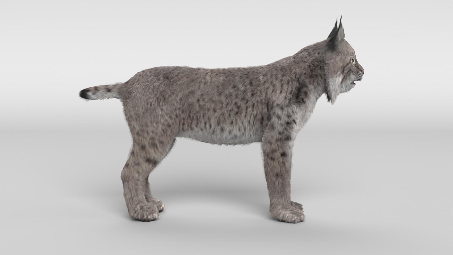Lynx Cat 3D model_3