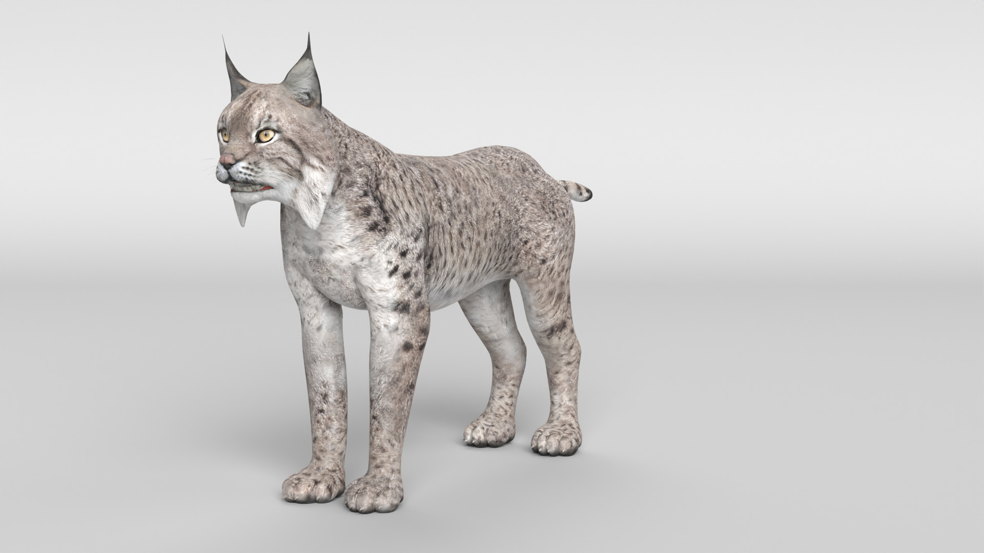 Lynx Cat 3D model_13