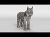 Lynx Cat 3D model_1