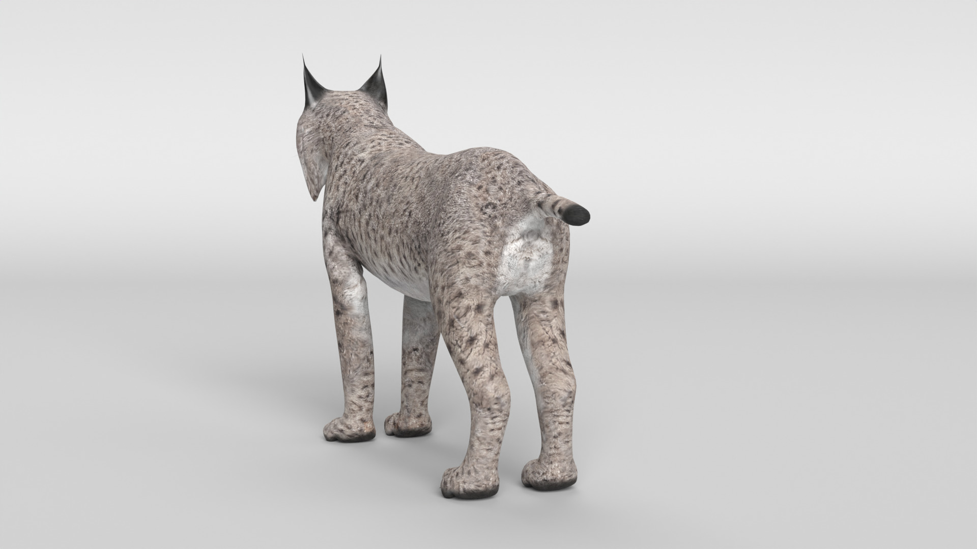 Lynx Cat 3D model_11