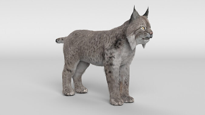 Lynx Cat 3D model