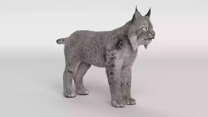 Lynx Cat 3D model