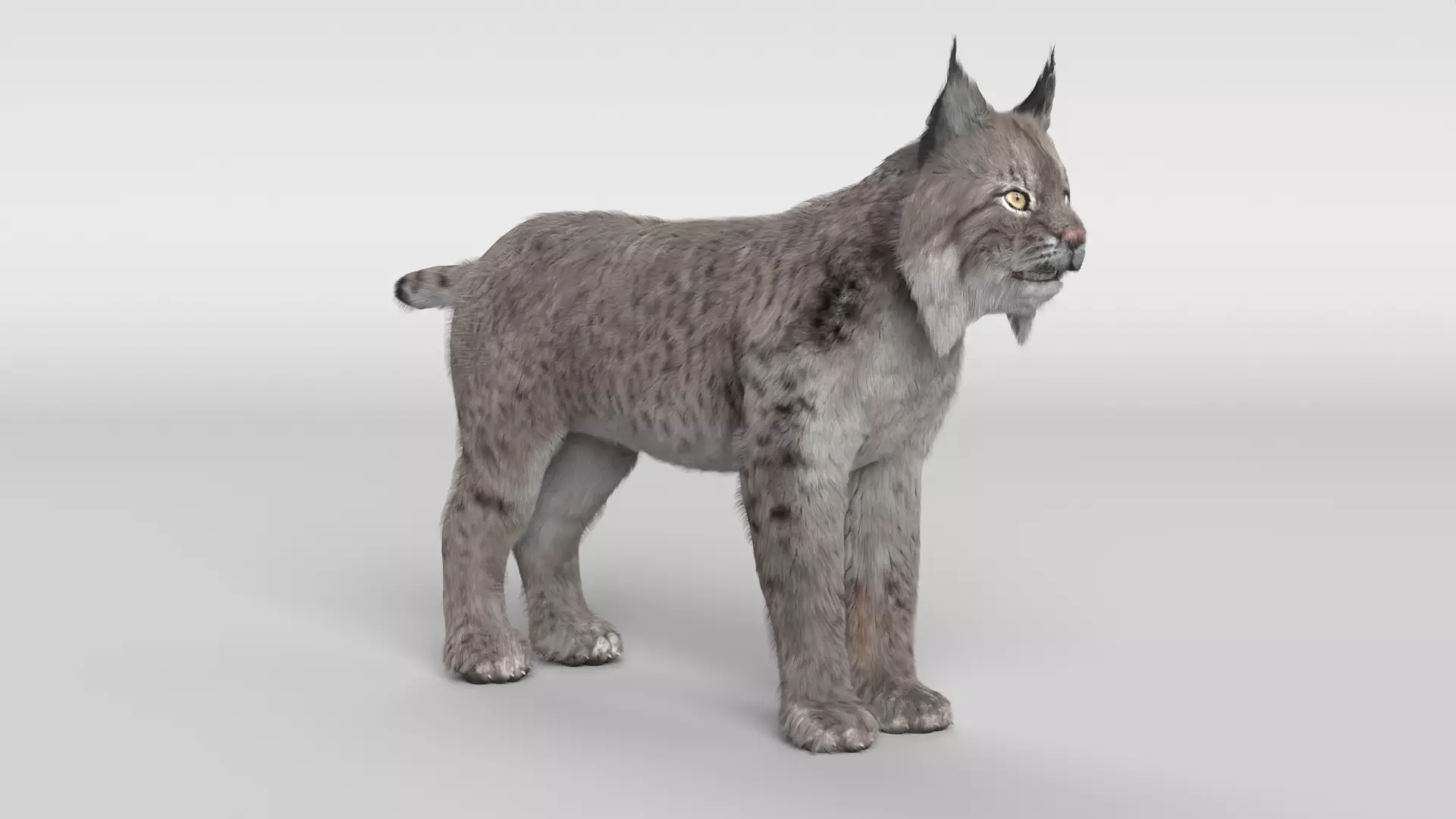 Lynx Cat 3D model_0