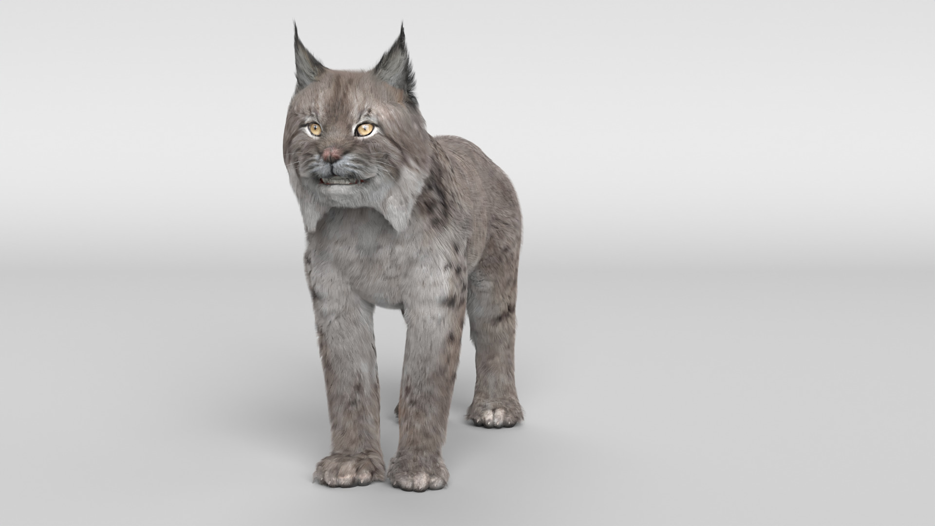 Lynx Cat 3D model_7