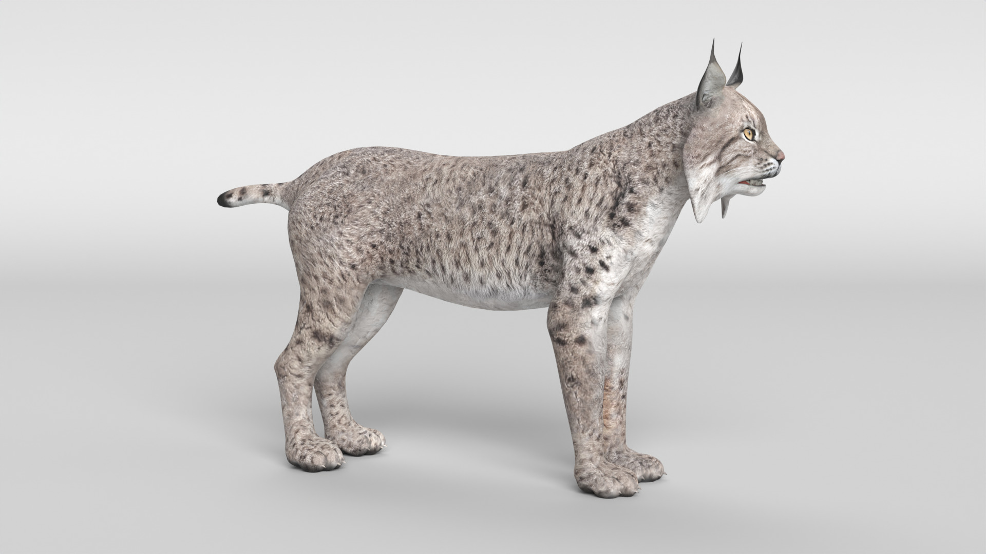 Lynx Cat 3D model_9