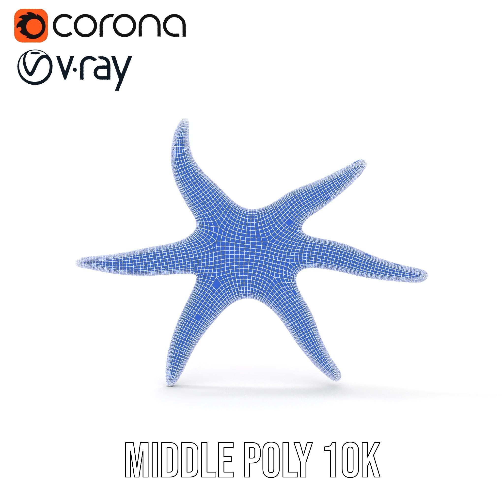 Realistic Starfish Model Pack for D Applications Low-poly 3D model_28