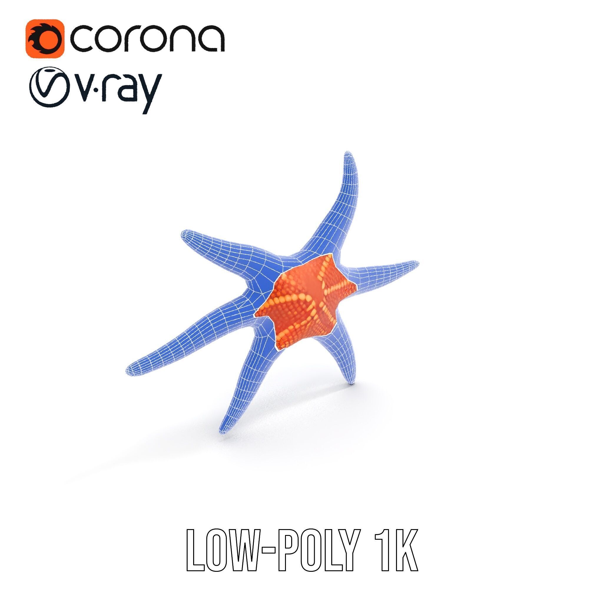 Realistic Starfish Model Pack for D Applications Low-poly 3D model_18