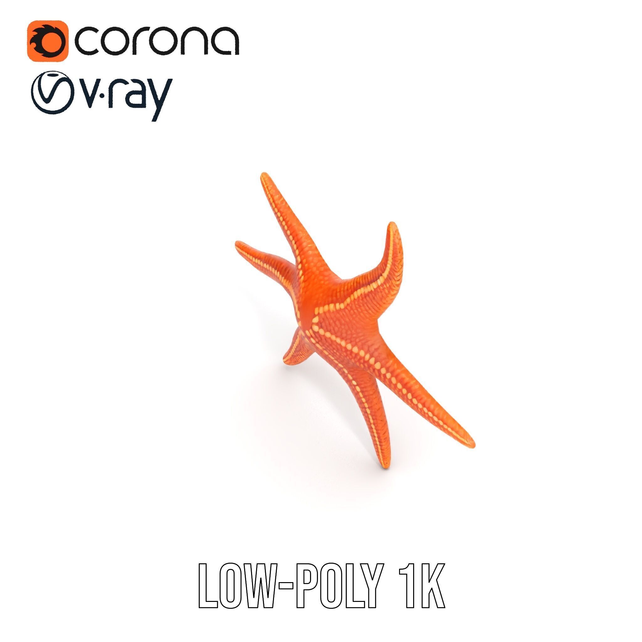 Realistic Starfish Model Pack for D Applications Low-poly 3D model_13