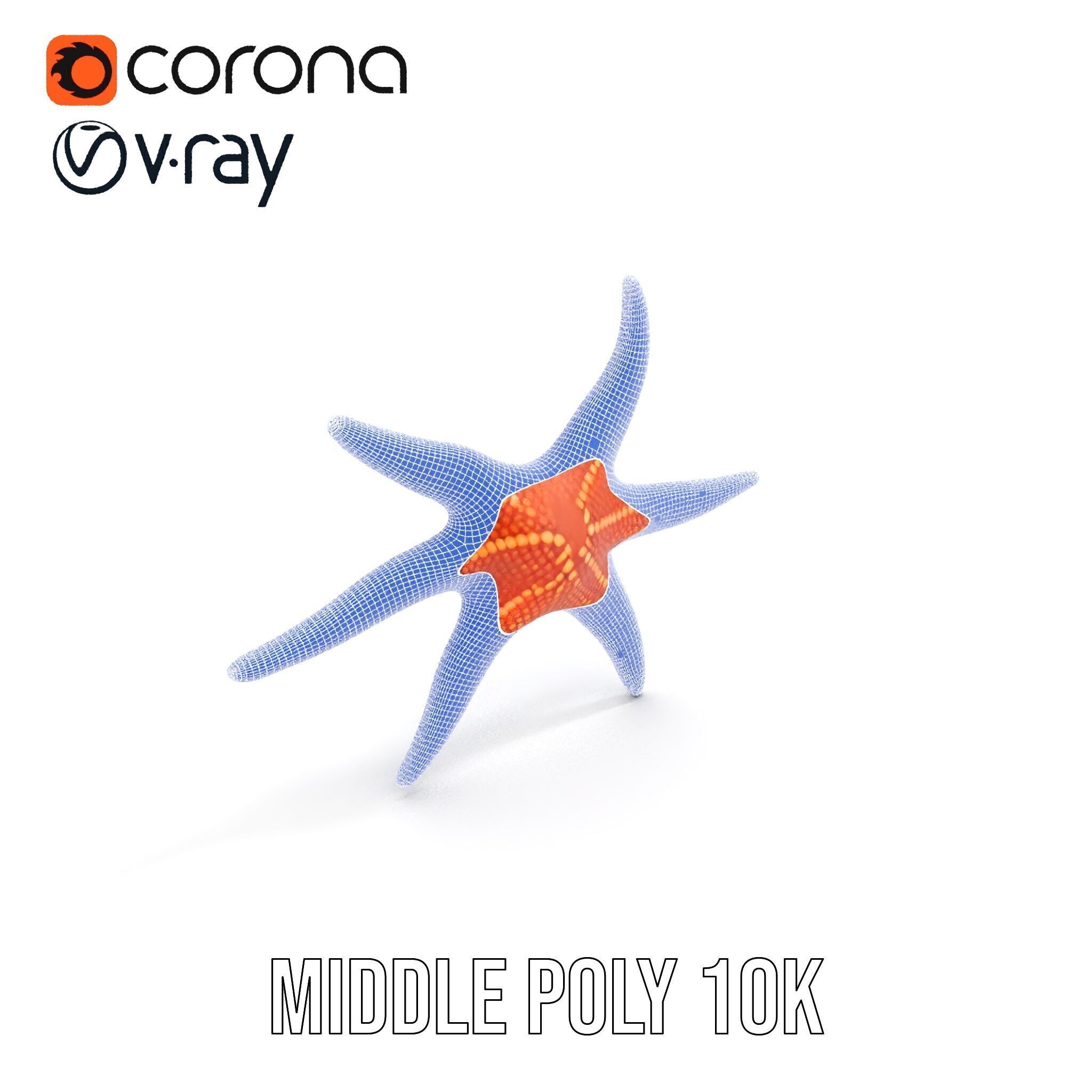 Realistic Starfish Model Pack for D Applications Low-poly 3D model_25
