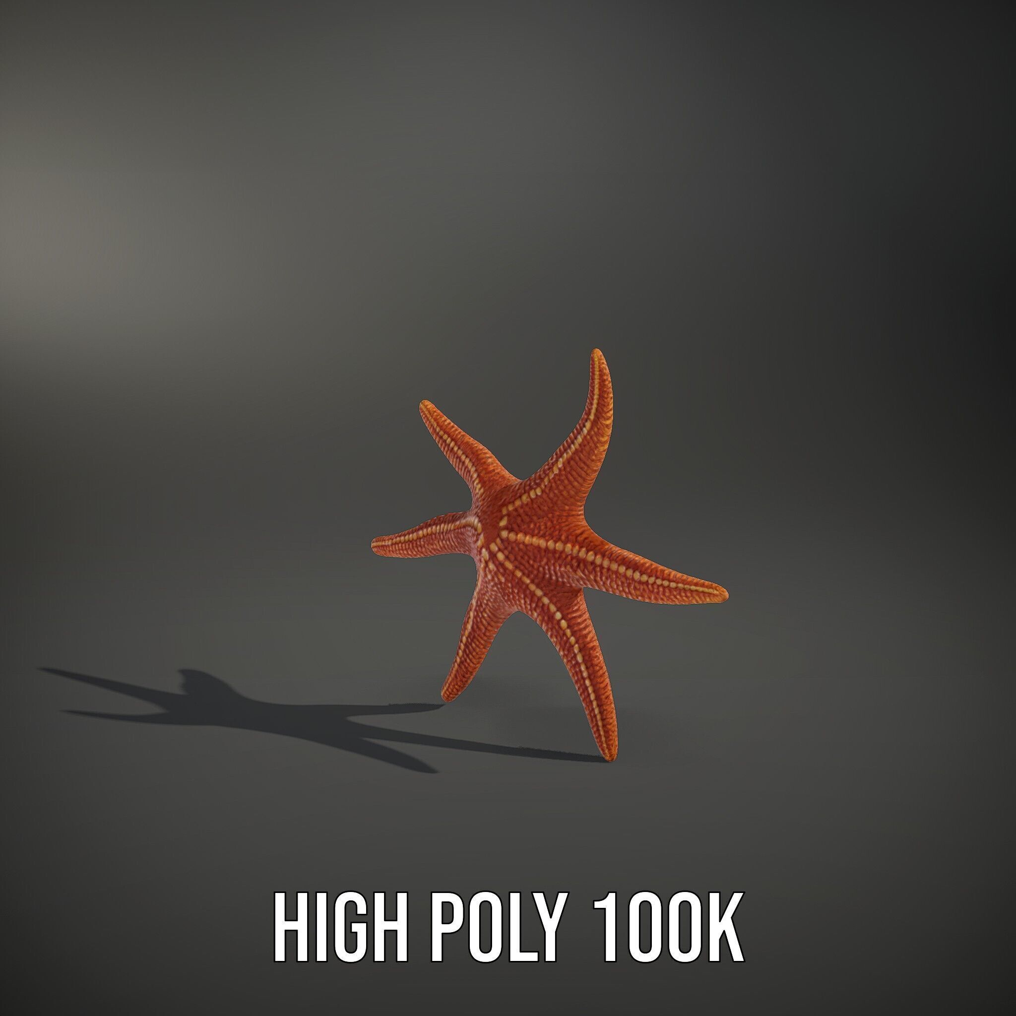 Realistic Starfish Model Pack for D Applications Low-poly 3D model_8
