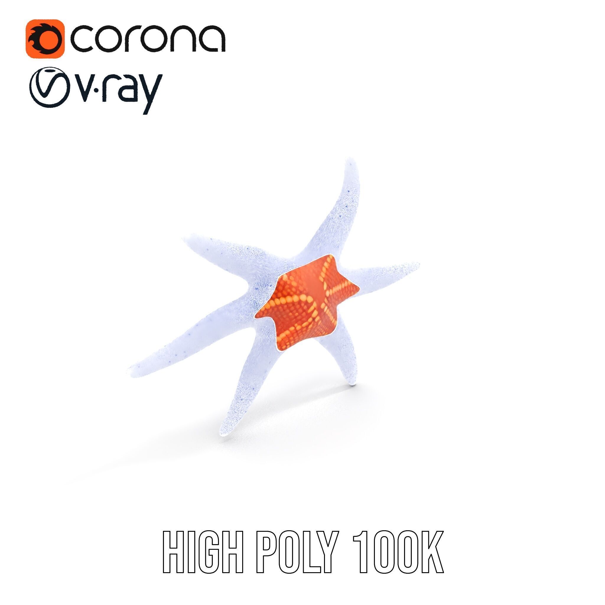 Realistic Starfish Model Pack for D Applications Low-poly 3D model_24