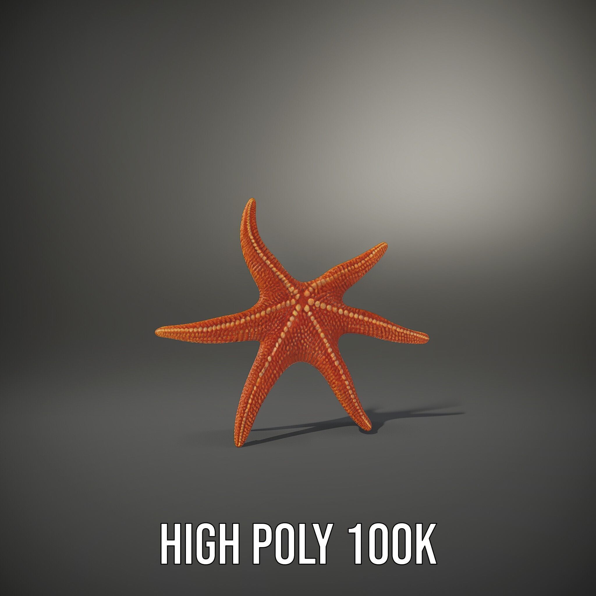 Realistic Starfish Model Pack for D Applications Low-poly 3D model_11