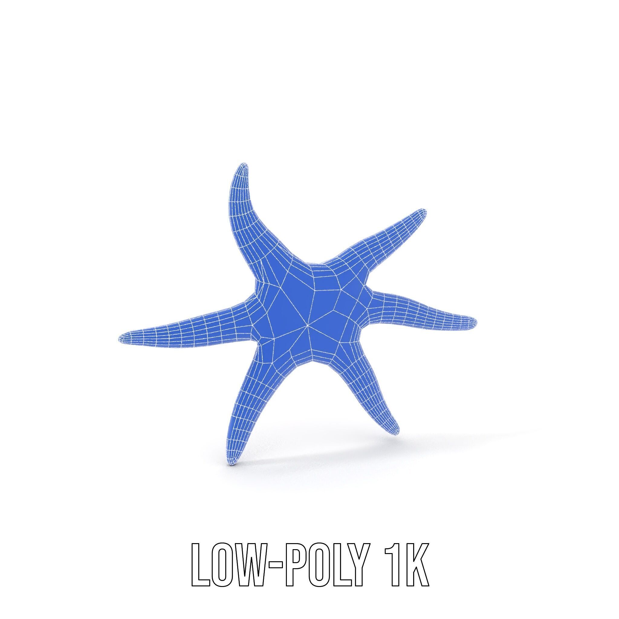 Realistic Starfish Model Pack for D Applications Low-poly 3D model_29
