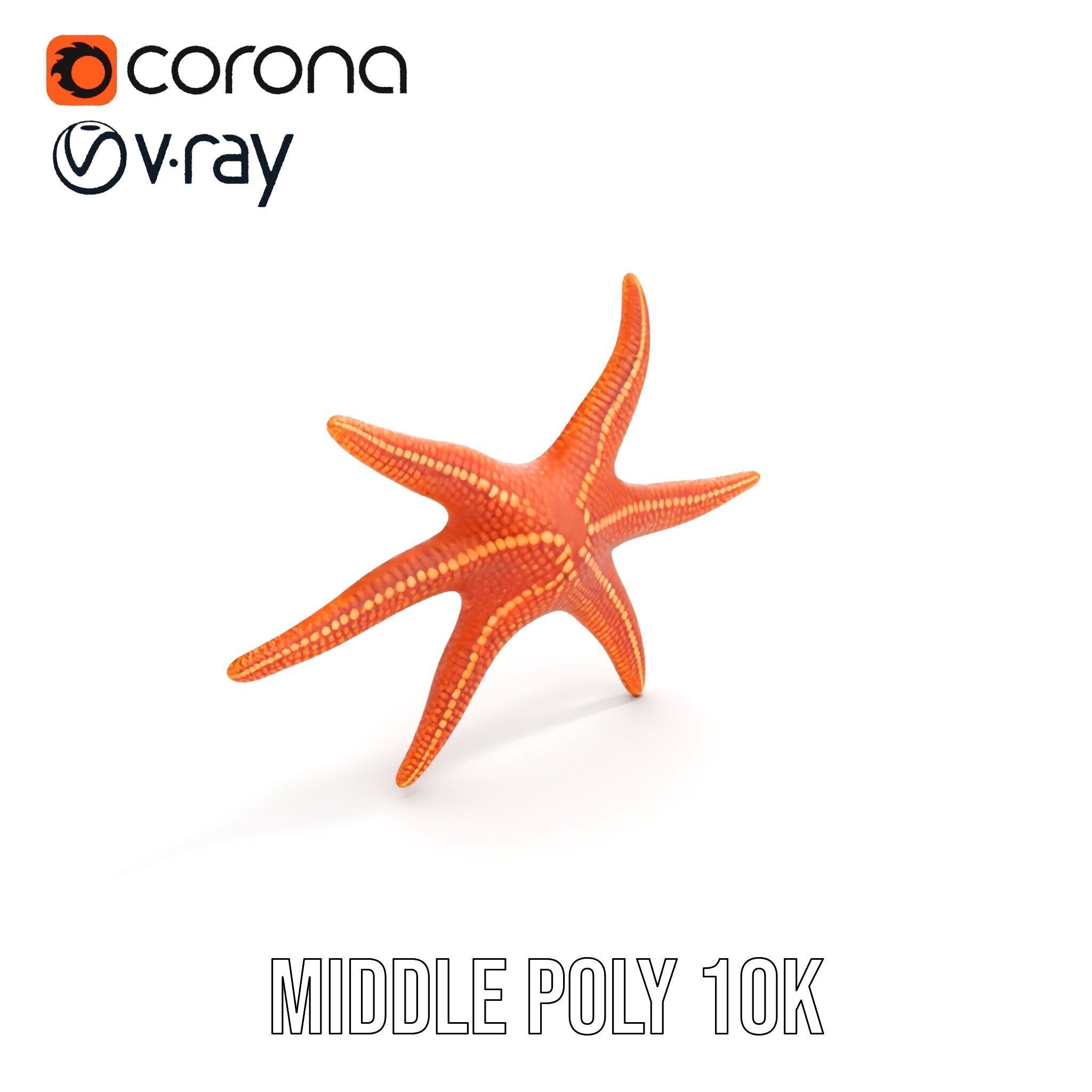Realistic Starfish Model Pack for D Applications Low-poly 3D model_12
