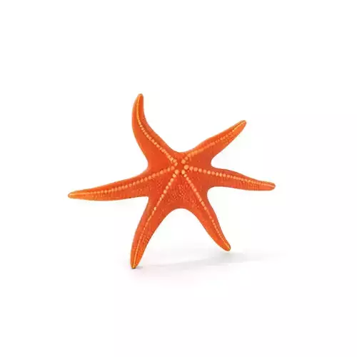 Realistic Starfish Model Pack for D Applications Low-poly 3D model