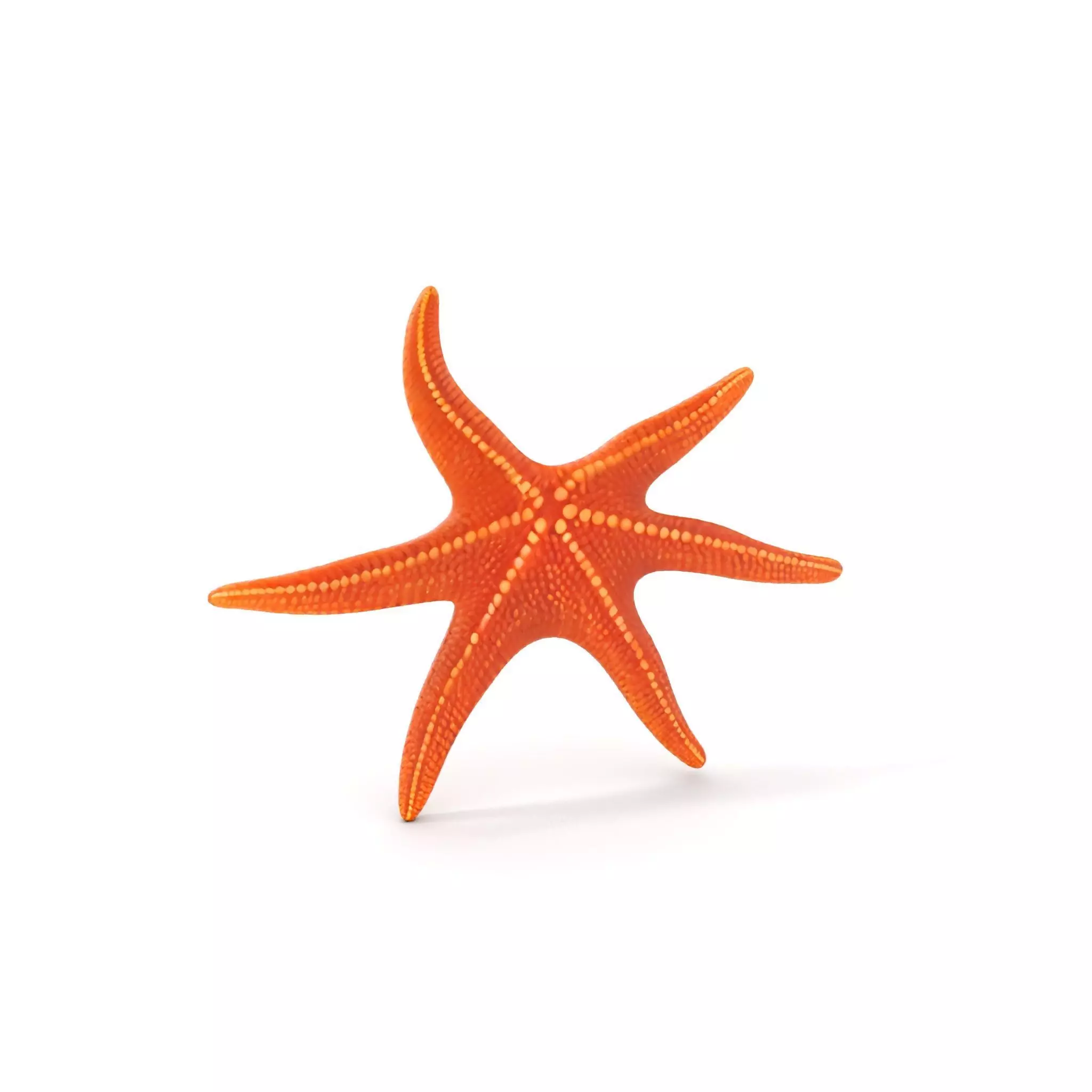 Realistic Starfish Model Pack for D Applications Low-poly 3D model_0