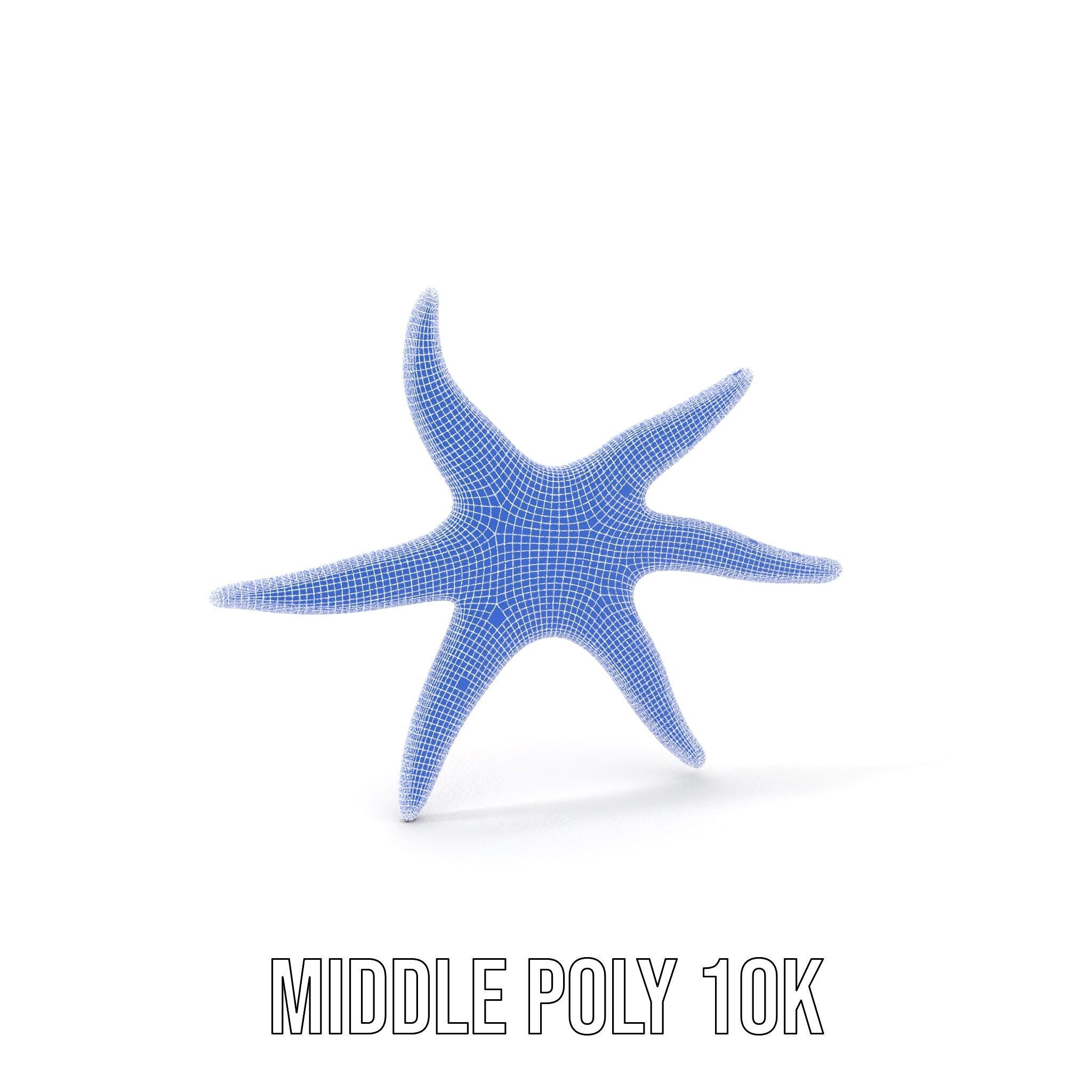 Realistic Starfish Model Pack for D Applications Low-poly 3D model_20