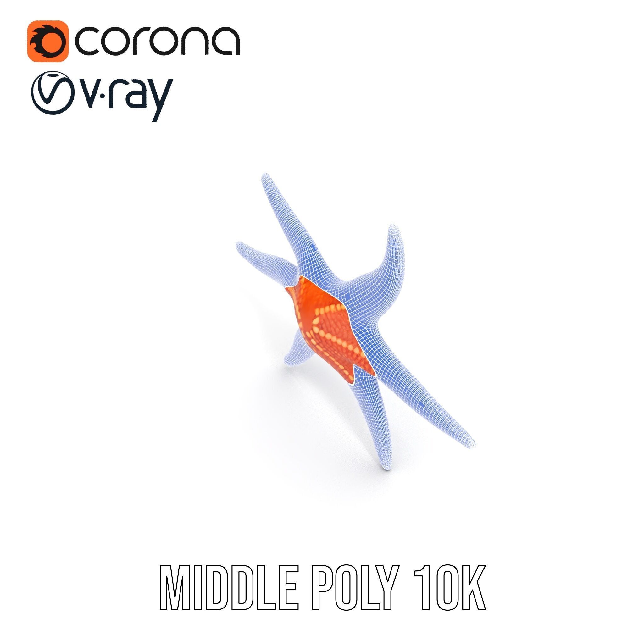Realistic Starfish Model Pack for D Applications Low-poly 3D model_22