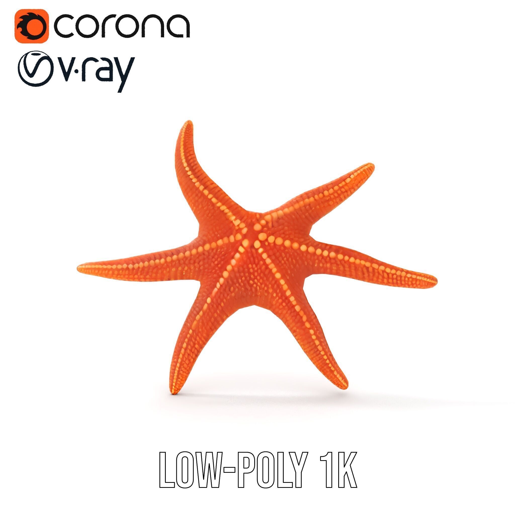 Realistic Starfish Model Pack for D Applications Low-poly 3D model_26