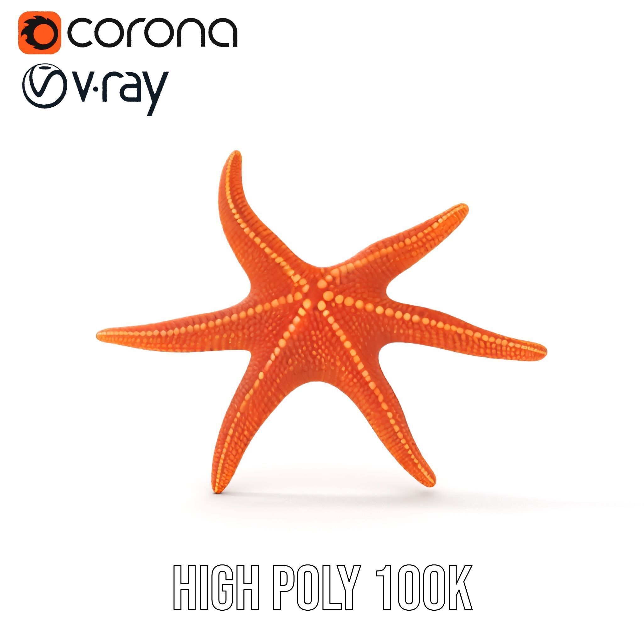 Realistic Starfish Model Pack for D Applications Low-poly 3D model_37