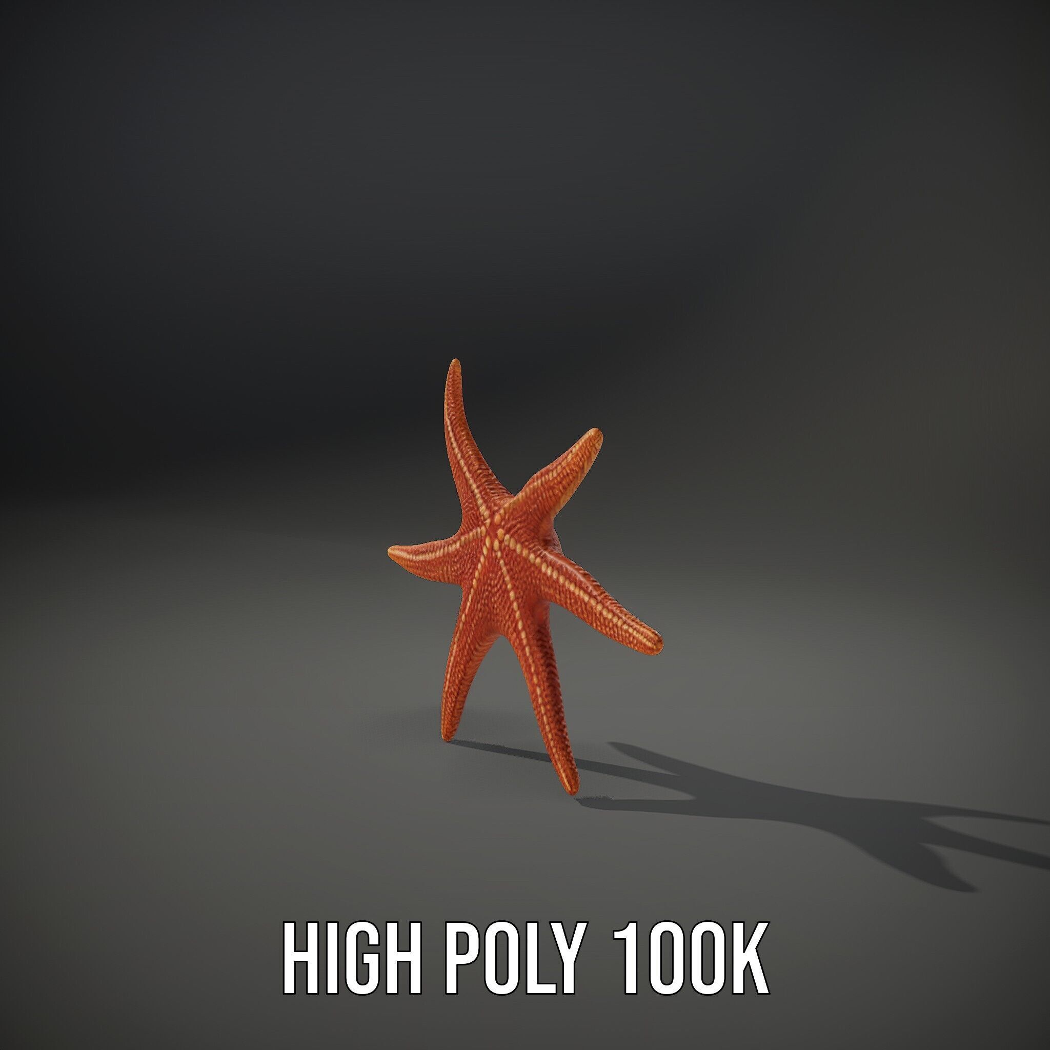 Realistic Starfish Model Pack for D Applications Low-poly 3D model_14