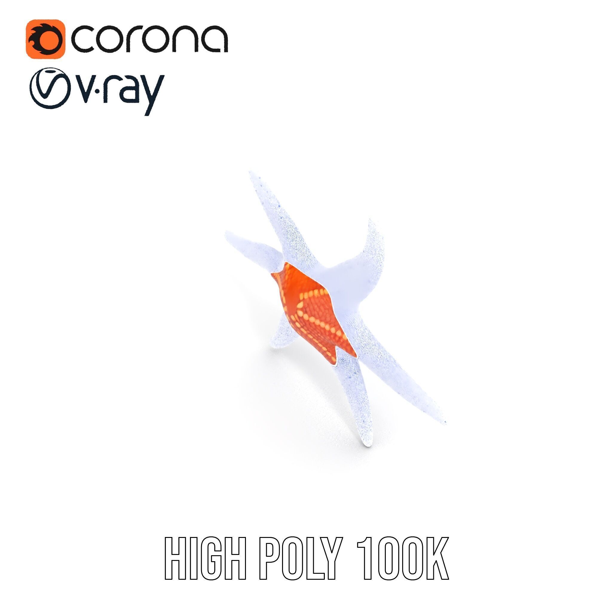 Realistic Starfish Model Pack for D Applications Low-poly 3D model_27