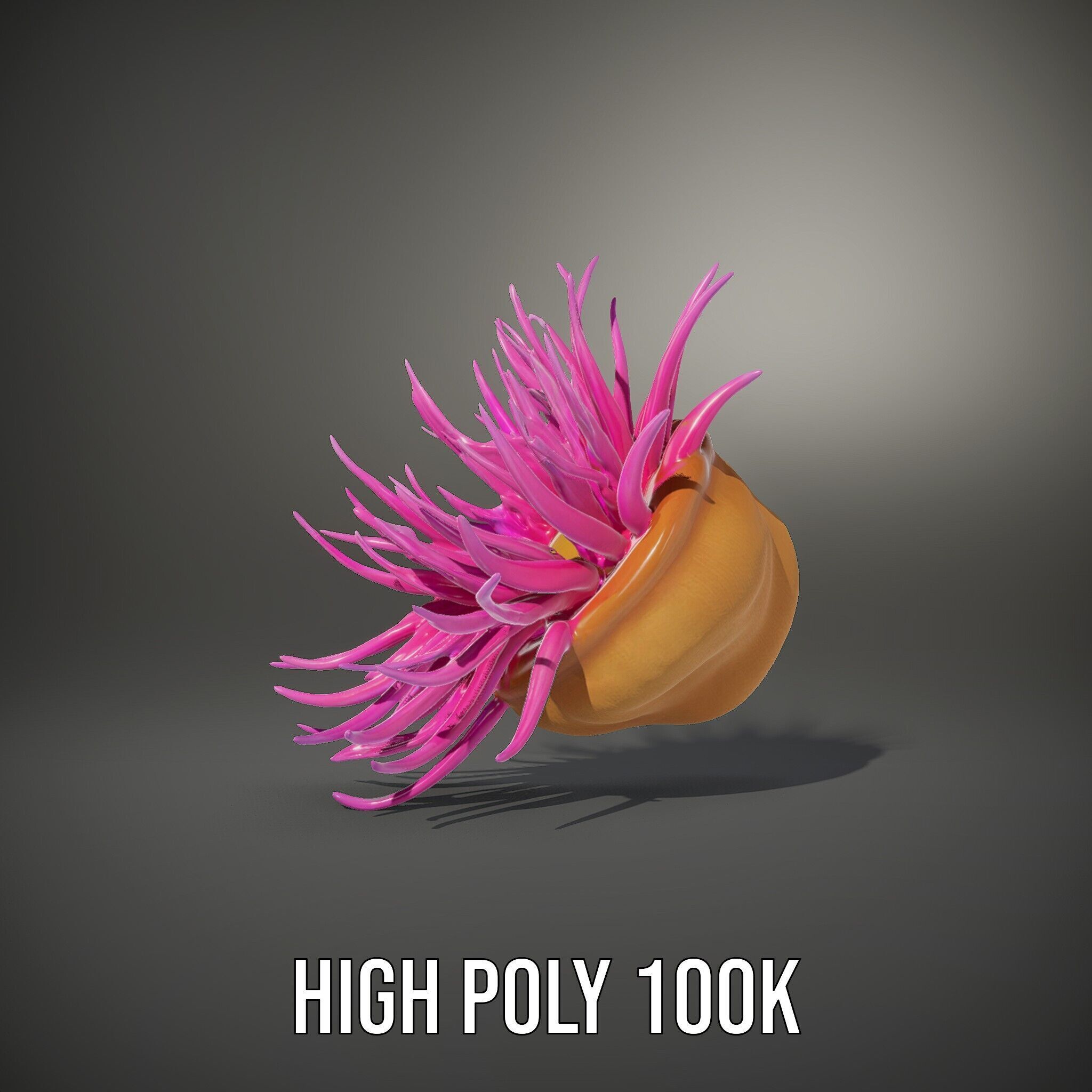 Sea Anemone Vibrant Tentacles Model Pack Low-poly 3D model_11