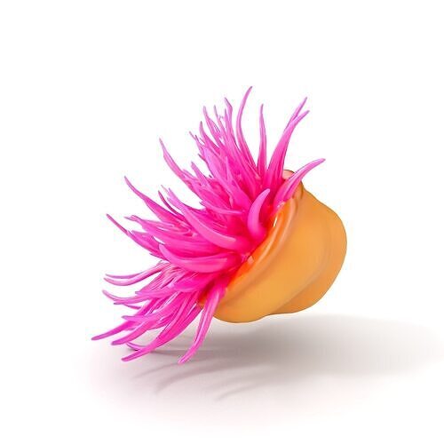 Sea Anemone Vibrant Tentacles Model Pack Low-poly 3D model