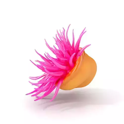 Sea Anemone Vibrant Tentacles Model Pack Low-poly 3D model