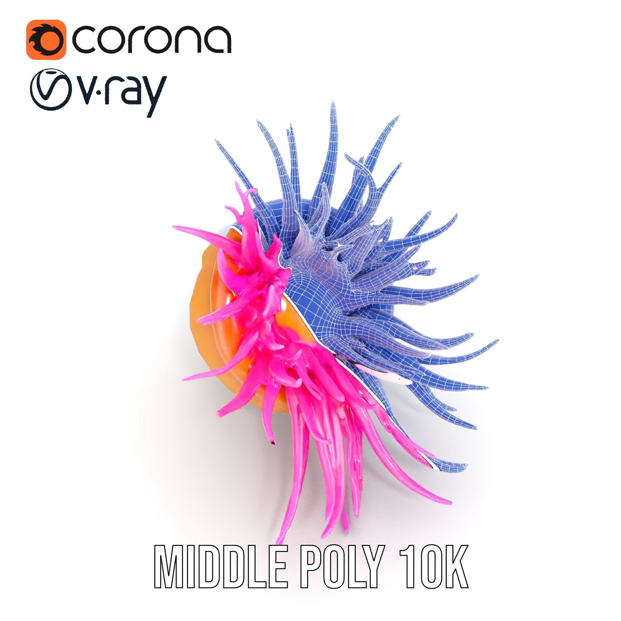Sea Anemone Vibrant Tentacles Model Pack Low-poly 3D model_25