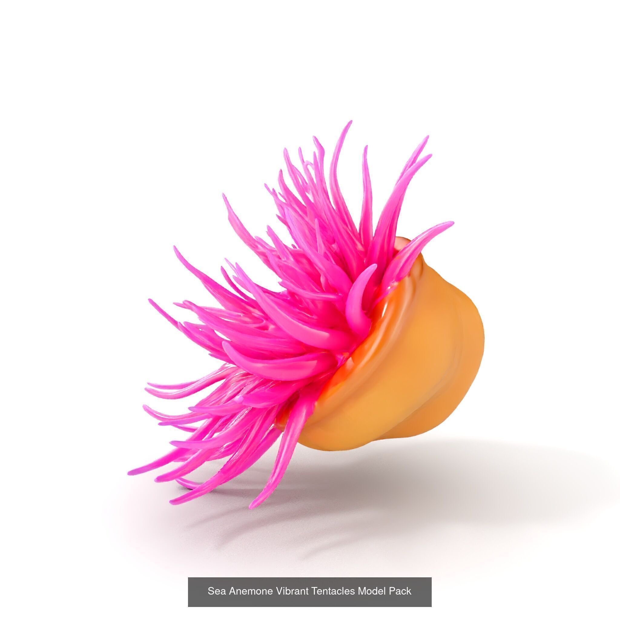 Oceanic Realms 3D Model Collection _29