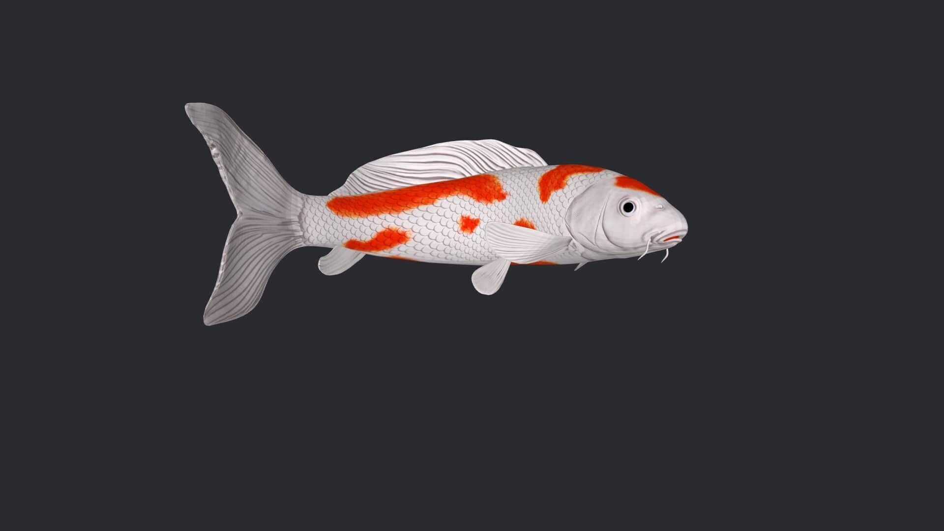 Koi Fish 3D Model Ready to Print 3D print model_3