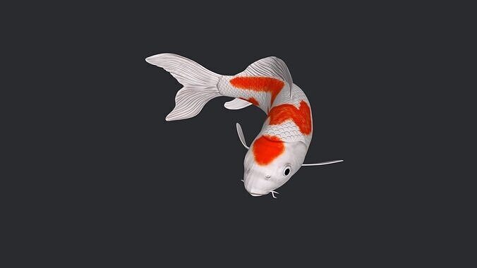 Koi Fish 3D Model Ready to Print 3D print model