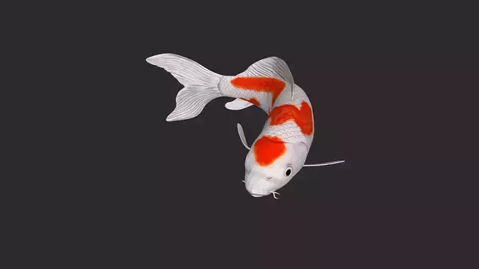 Koi Fish 3D Model Ready to Print 3D print model