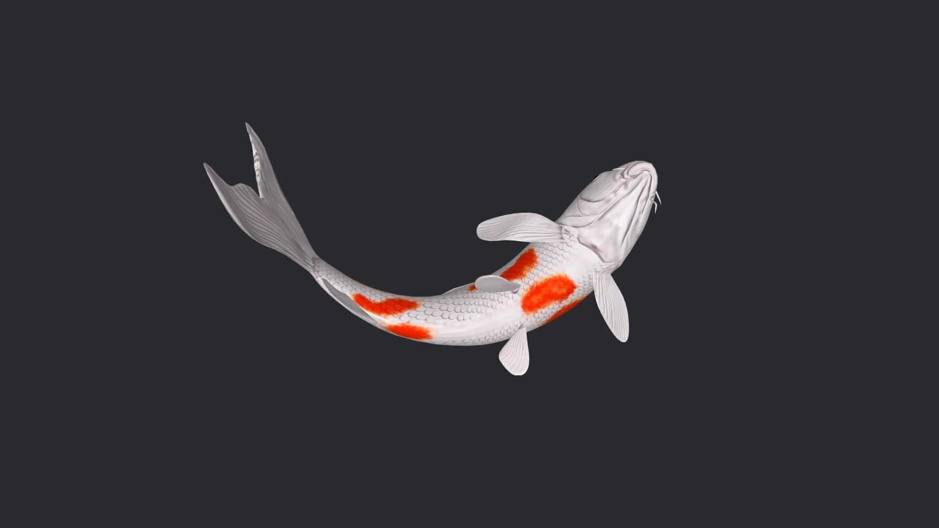 Koi Fish 3D Model Ready to Print 3D print model_4