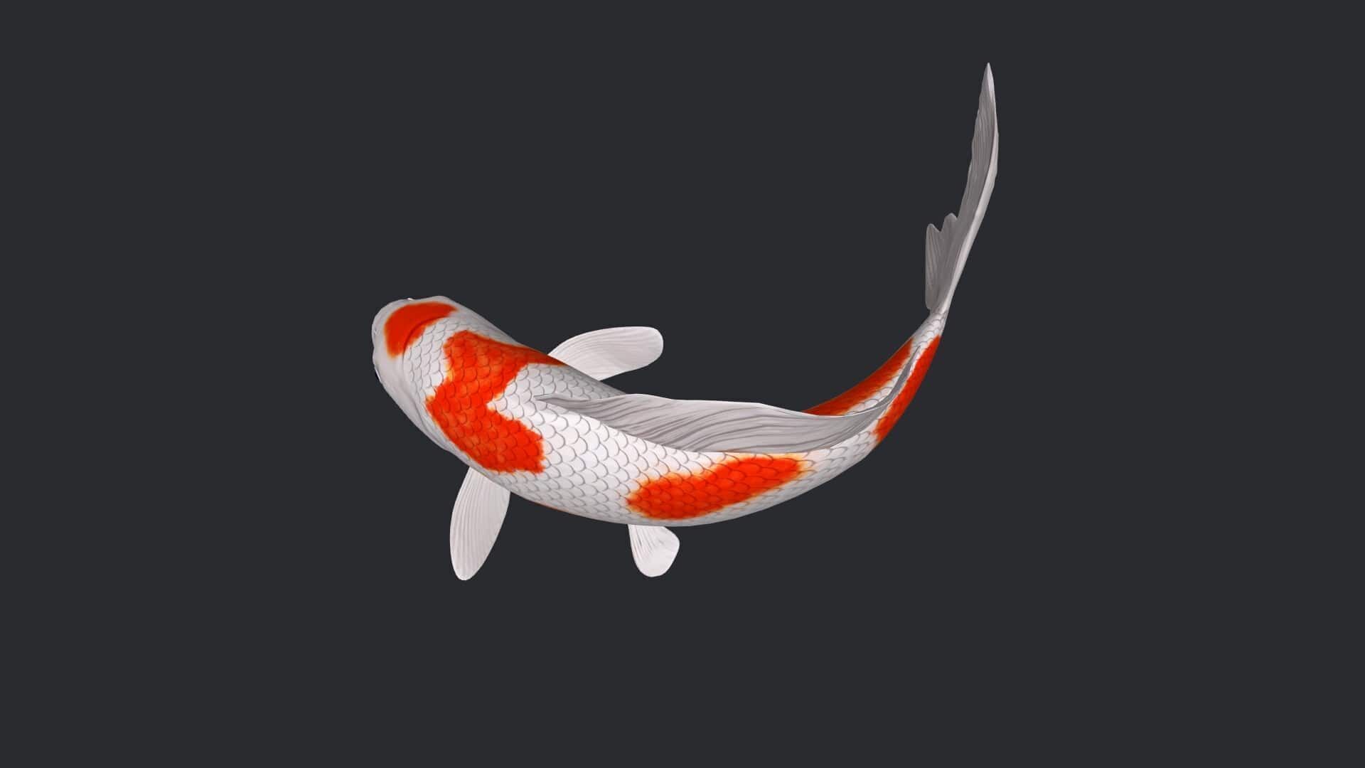 Koi Fish 3D Model Ready to Print 3D print model_2