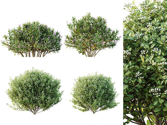 AV Different colorful spring bushes 3D model