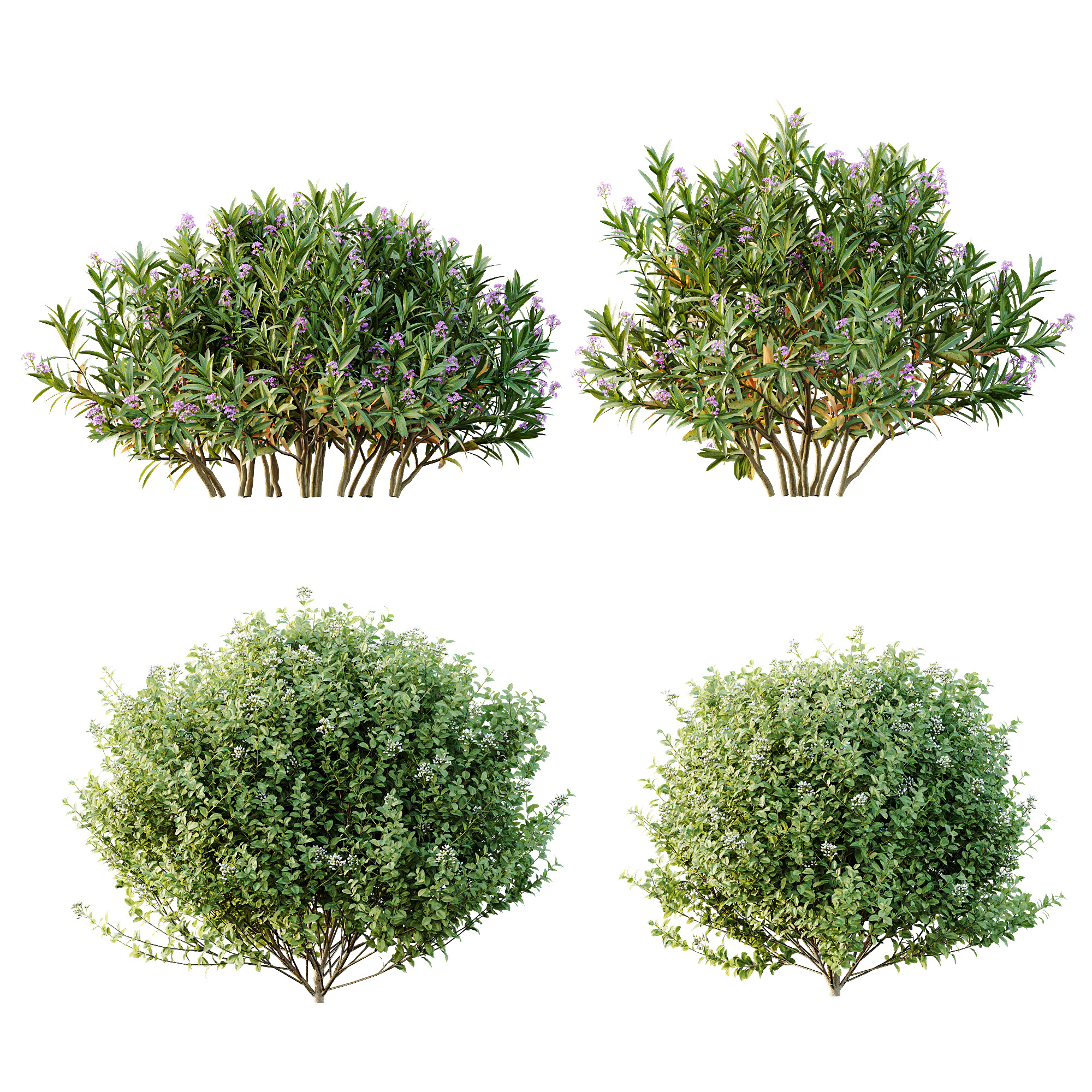 AV Different colorful spring bushes 3D model_5