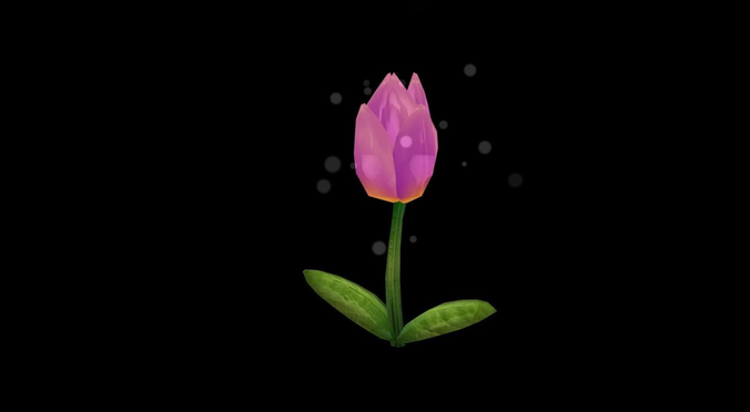 Flower tulip
