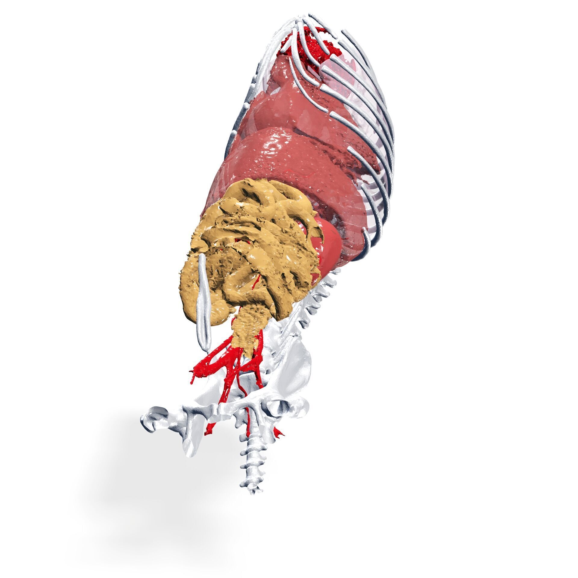 Abdomen GUT ANATOMY NERVOUS SYSTEM Intestine 3D print model_2