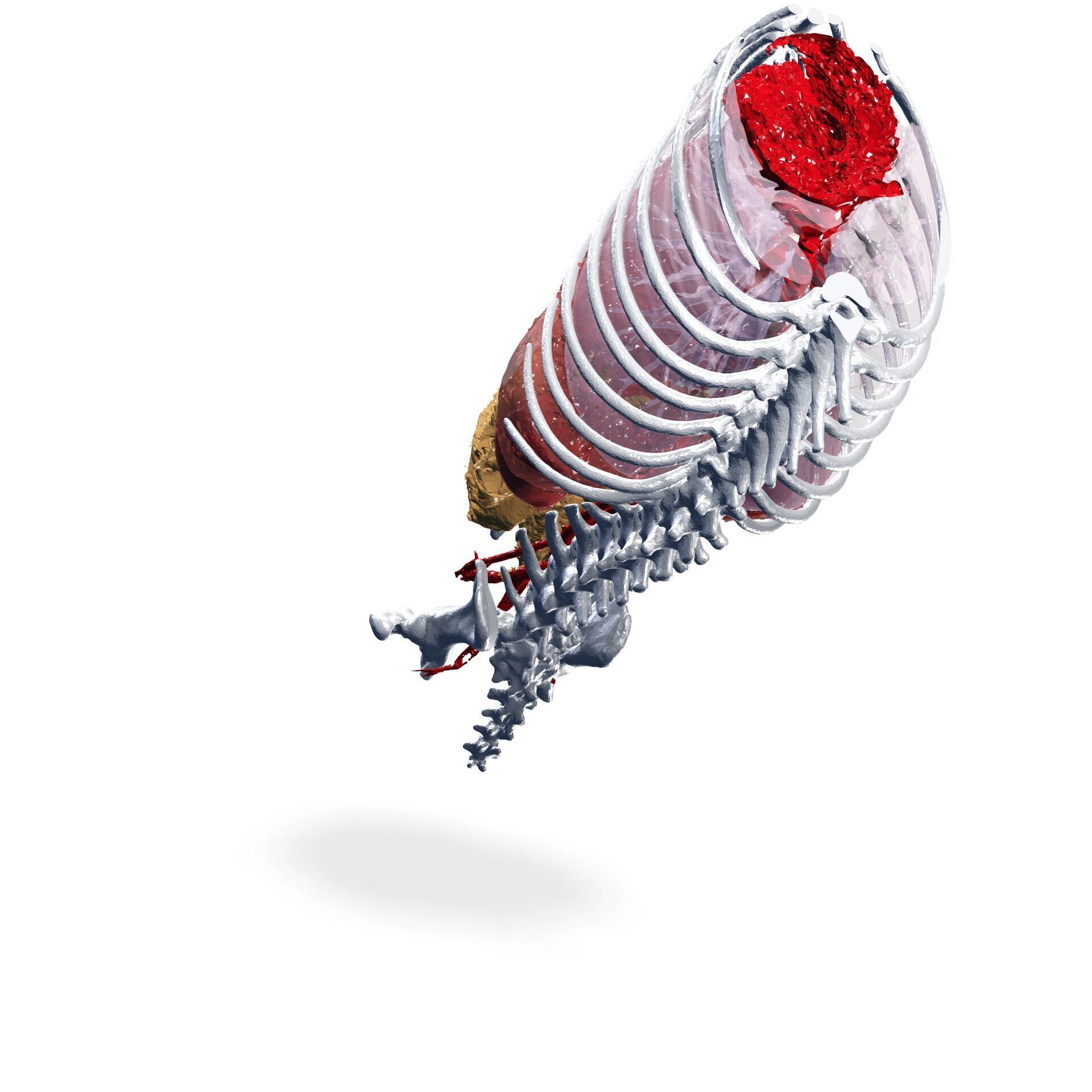 Abdomen GUT ANATOMY NERVOUS SYSTEM Intestine 3D print model_4