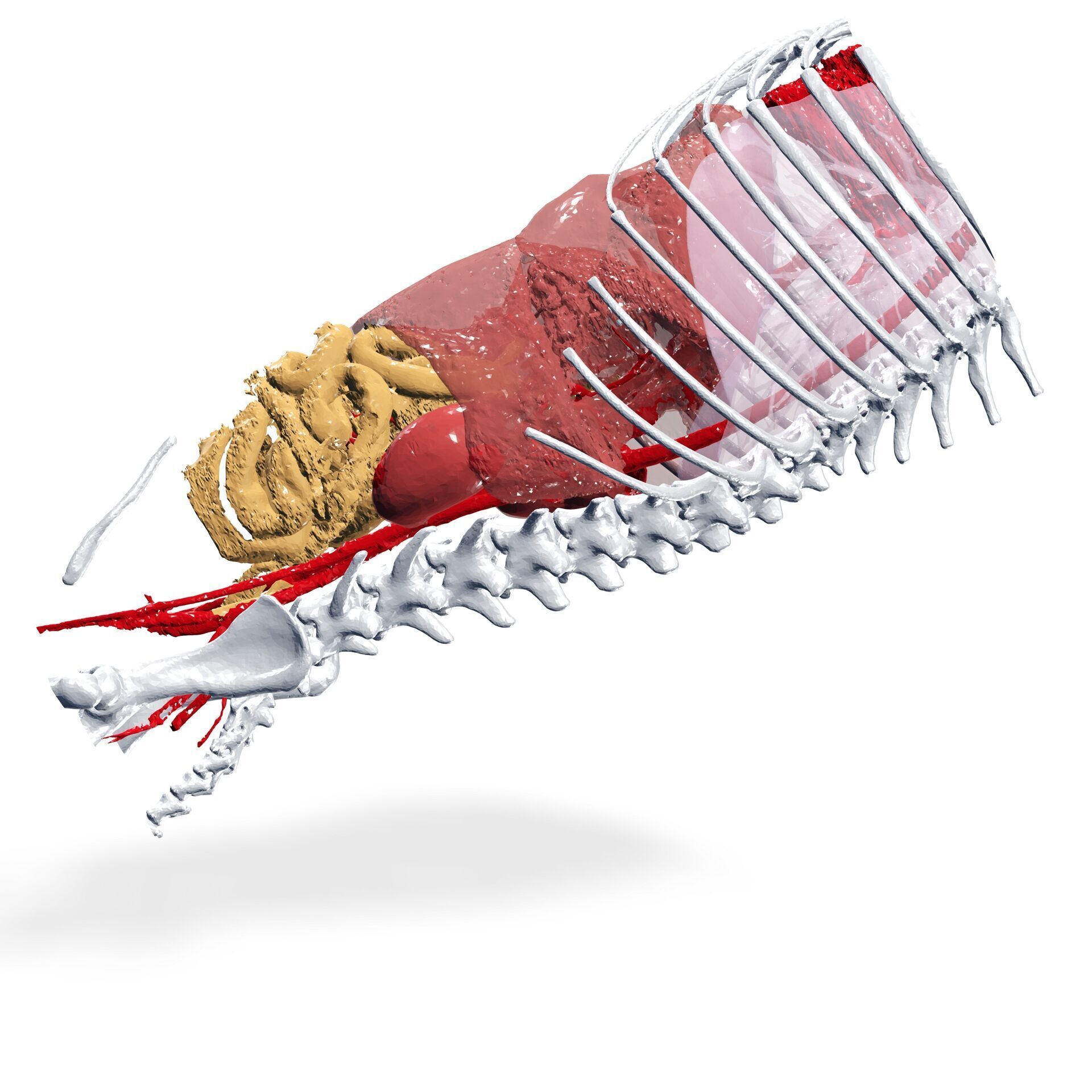 Abdomen GUT ANATOMY NERVOUS SYSTEM Intestine 3D print model_3