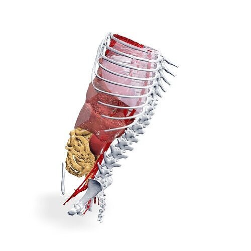 Abdomen GUT ANATOMY NERVOUS SYSTEM Intestine 3D print model