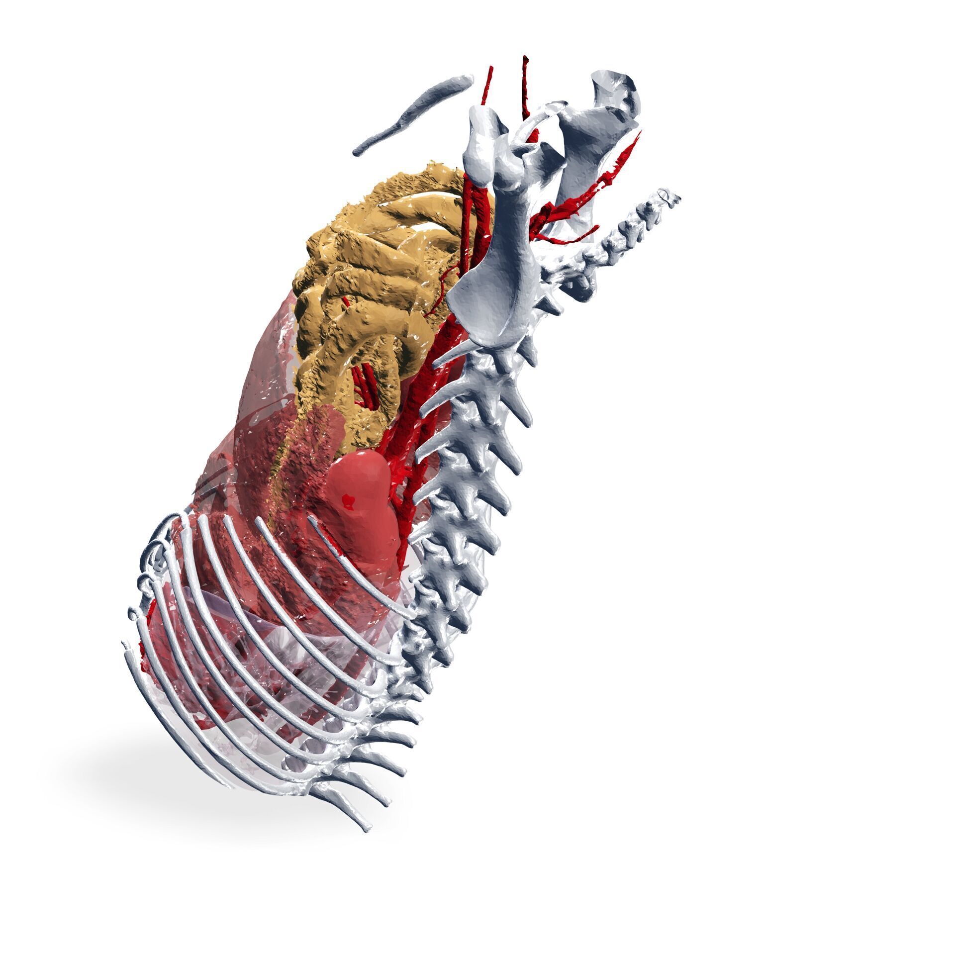 Abdomen GUT ANATOMY NERVOUS SYSTEM Intestine 3D print model_7