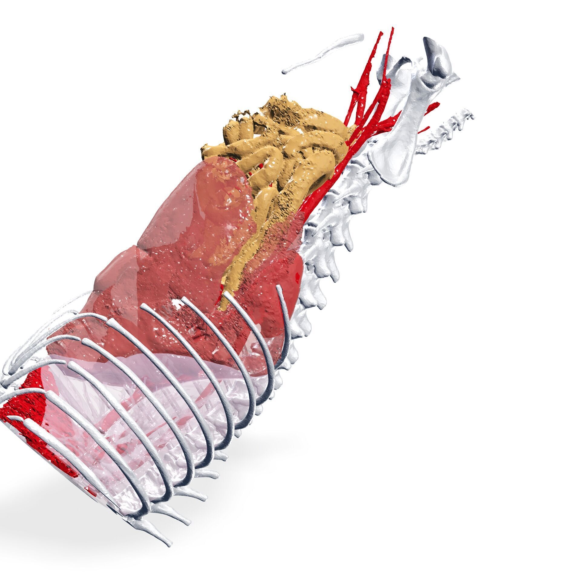 Abdomen GUT ANATOMY NERVOUS SYSTEM Intestine 3D print model_6