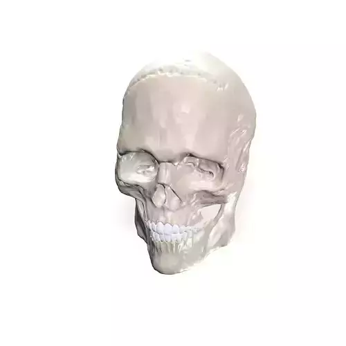 SKULL SKELETON ANATOMY BONES