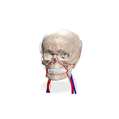 SKULL SKELETON ATLAS FACIAL VEINS 3D print model