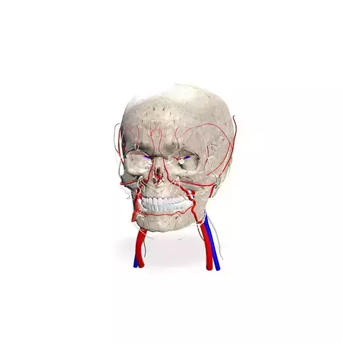 SKULL SKELETON ATLAS FACIAL VEINS