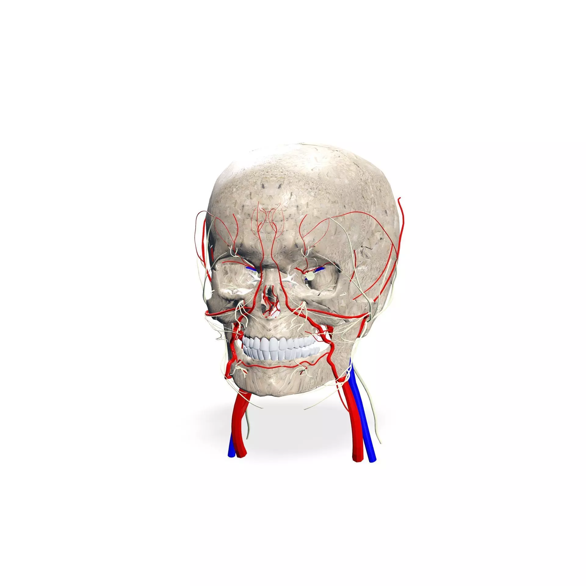 SKULL SKELETON ATLAS FACIAL VEINS 3D print model