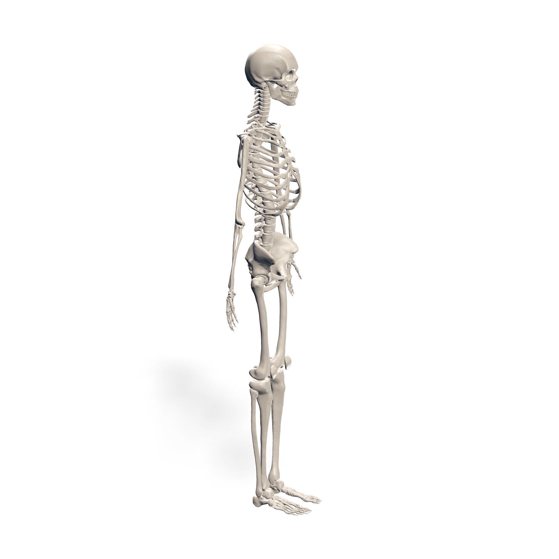 HUMAN Female Skeleton First Anatomy 3D 3D print model_2